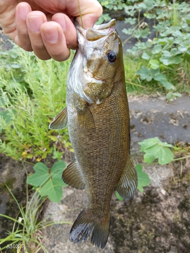 スモールマウスバスの釣果