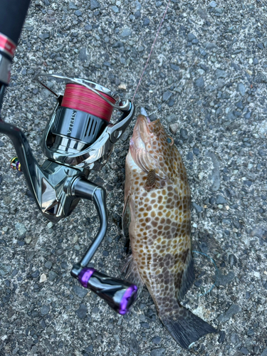 オオモンハタの釣果