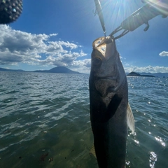 マルスズキの釣果