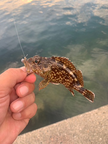 カサゴの釣果