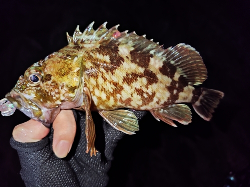 カサゴの釣果