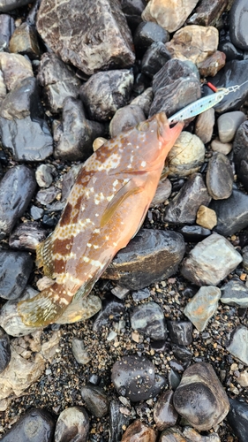 アコウの釣果