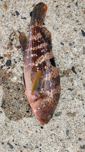 アコウの釣果