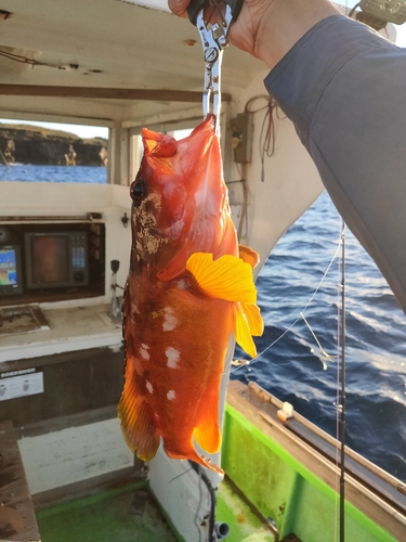 アカハタの釣果