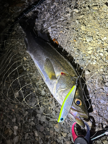 シーバスの釣果