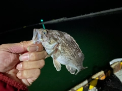 クロソイの釣果