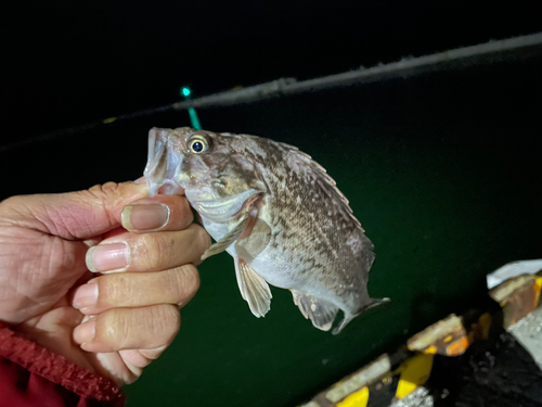 クロソイの釣果