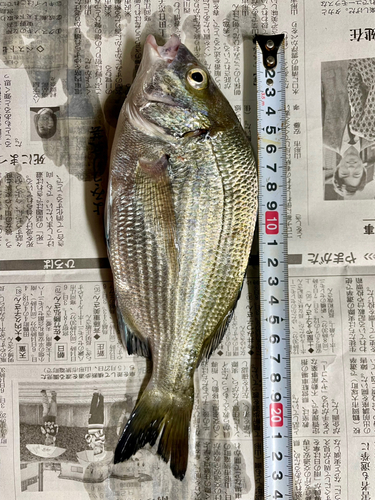 クロダイの釣果