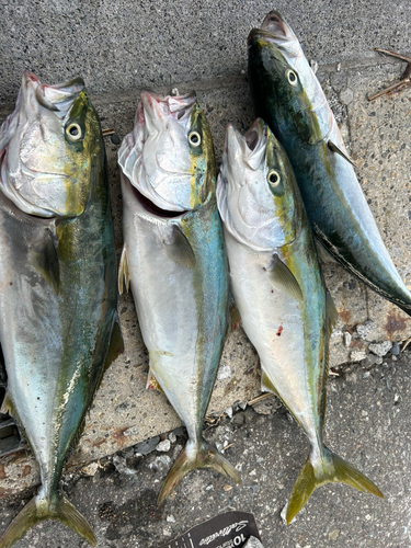 イナダの釣果