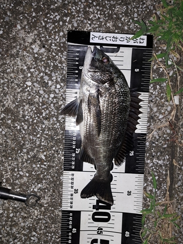 クロダイの釣果