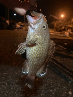 オオモンハタの釣果