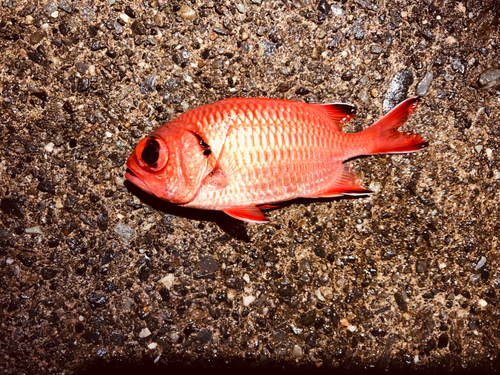 ナミマツカサの釣果