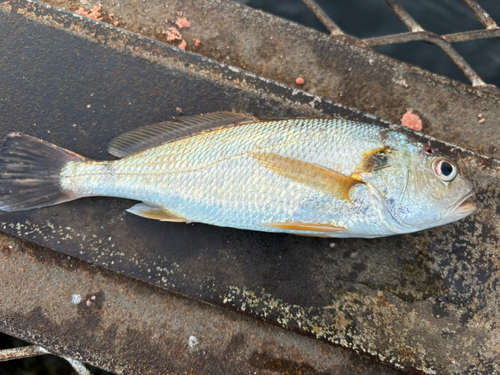 イシモチの釣果