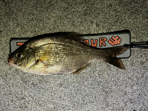 ウミタナゴの釣果