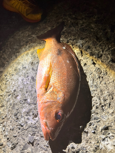 クロホシフエダイの釣果