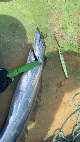 タチウオの釣果