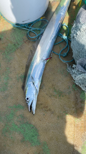 タチウオの釣果