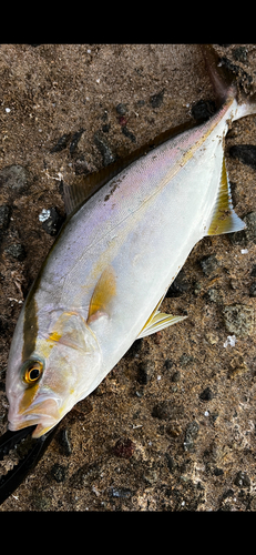 シオの釣果