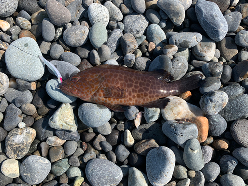 ソウダガツオの釣果