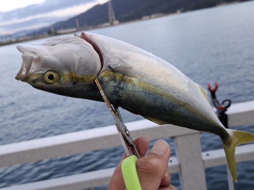 ツバスの釣果