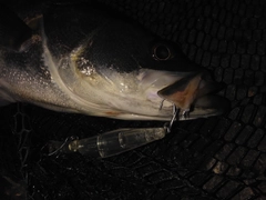 シーバスの釣果