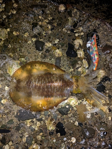 アオリイカの釣果