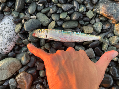 イワシの釣果