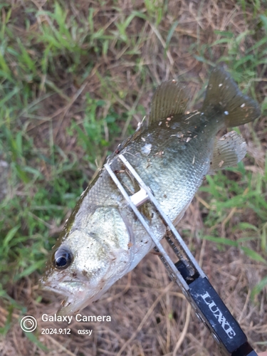 ラージマウスバスの釣果