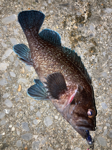 マゾイの釣果