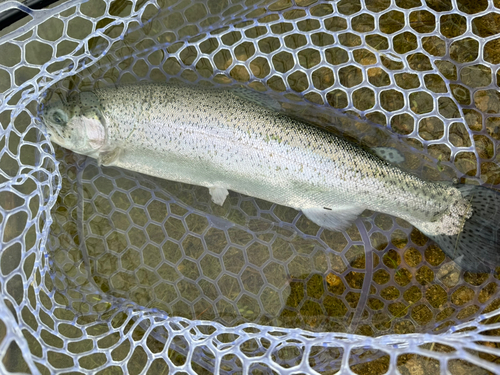 ニジマスの釣果