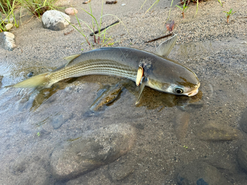 ボラの釣果