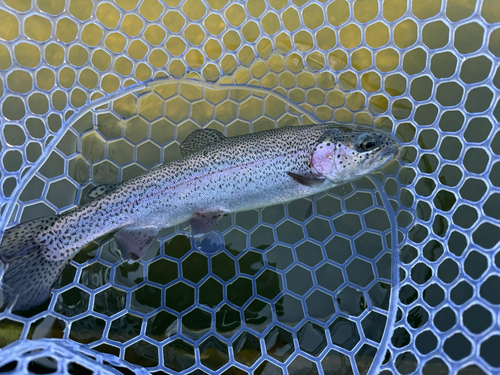 ニジマスの釣果