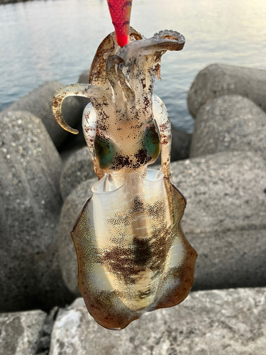 アオリイカの釣果