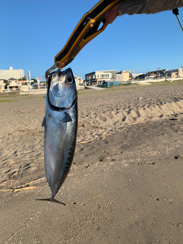 ソウダガツオの釣果