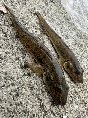 ハゼの釣果