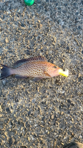 オオモンハタの釣果