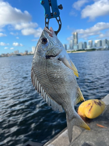 キビレの釣果