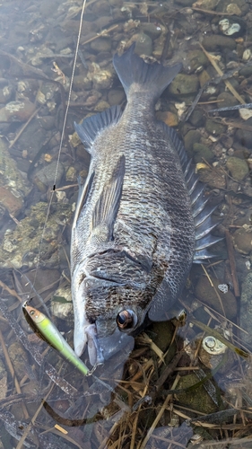 チヌの釣果