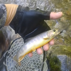 イワナの釣果