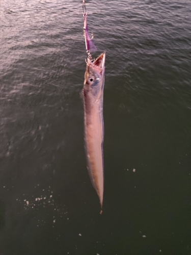 タチウオの釣果