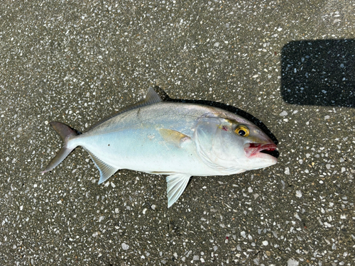 ショゴの釣果