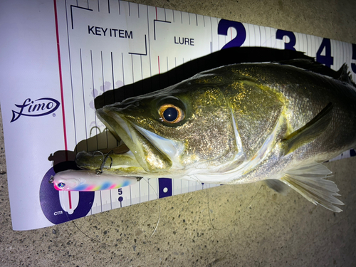 シーバスの釣果