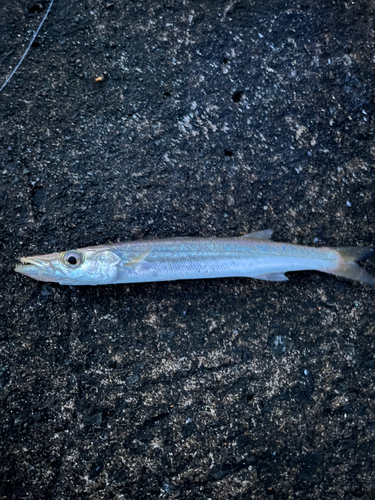 カマスの釣果