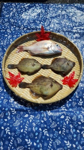 カワハギの釣果