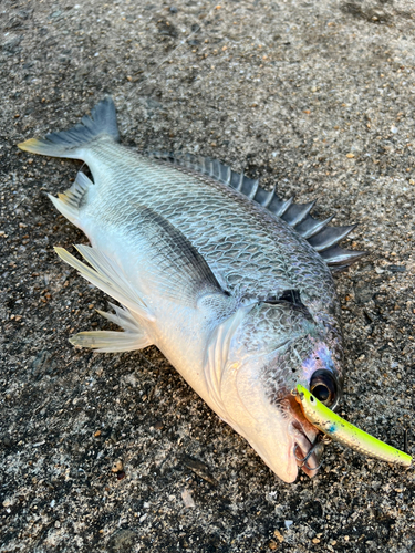 キビレの釣果