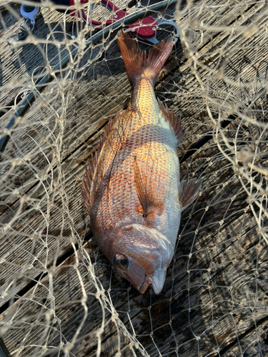 マダイの釣果