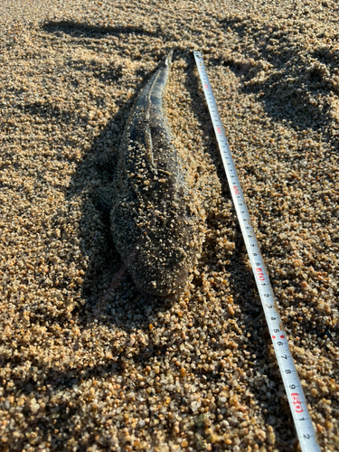 マゴチの釣果