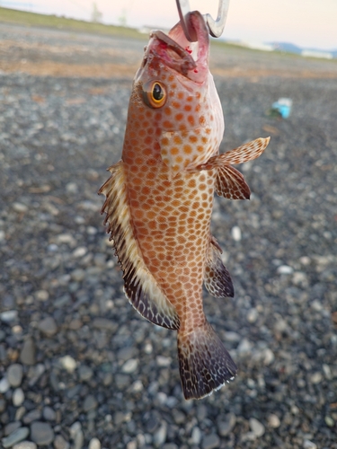 オオモンハタの釣果