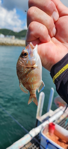 タイの釣果