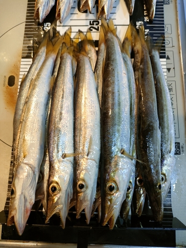 カマスの釣果